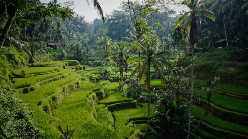 Voyage écologique à Bali : que voir ? Que faire ?