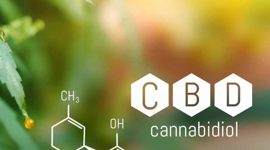 Découvrez les variétés de cannabis riches en cannabidiol pour une relaxation sans les effets psychoactifs