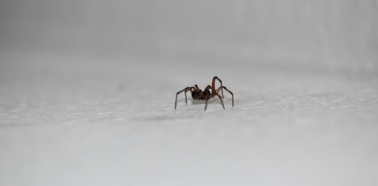 Comment reconnaître et traiter une morsure d'araignée ?