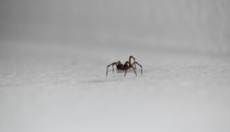 Comment reconnaître et traiter une morsure d'araignée ?