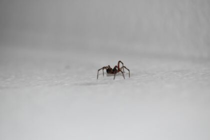 Comment reconnaître et traiter une morsure d'araignée ?