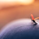 Piqûres d'insectes : comment prévenir et traiter les réactions allergiques