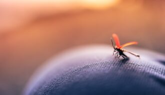 Piqûres d'insectes : comment prévenir et traiter les réactions allergiques