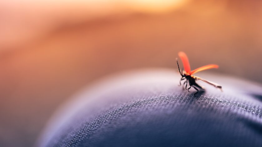 Piqûres d'insectes : comment prévenir et traiter les réactions allergiques